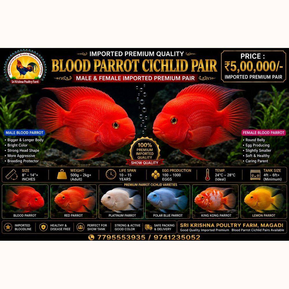 Parrot Cichlid