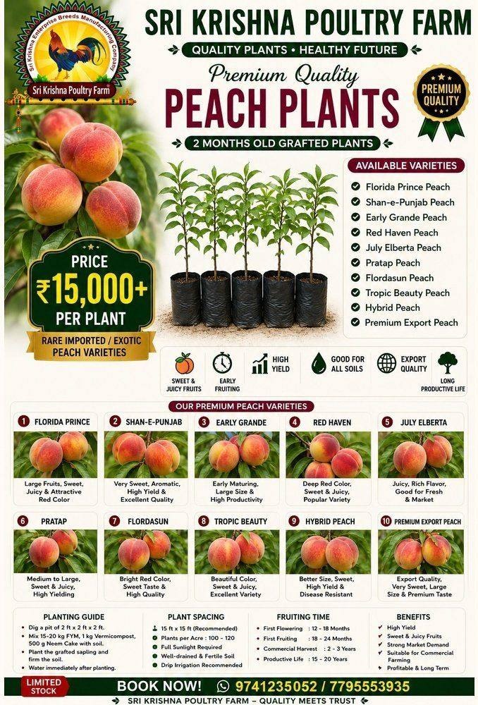 Peach Plants