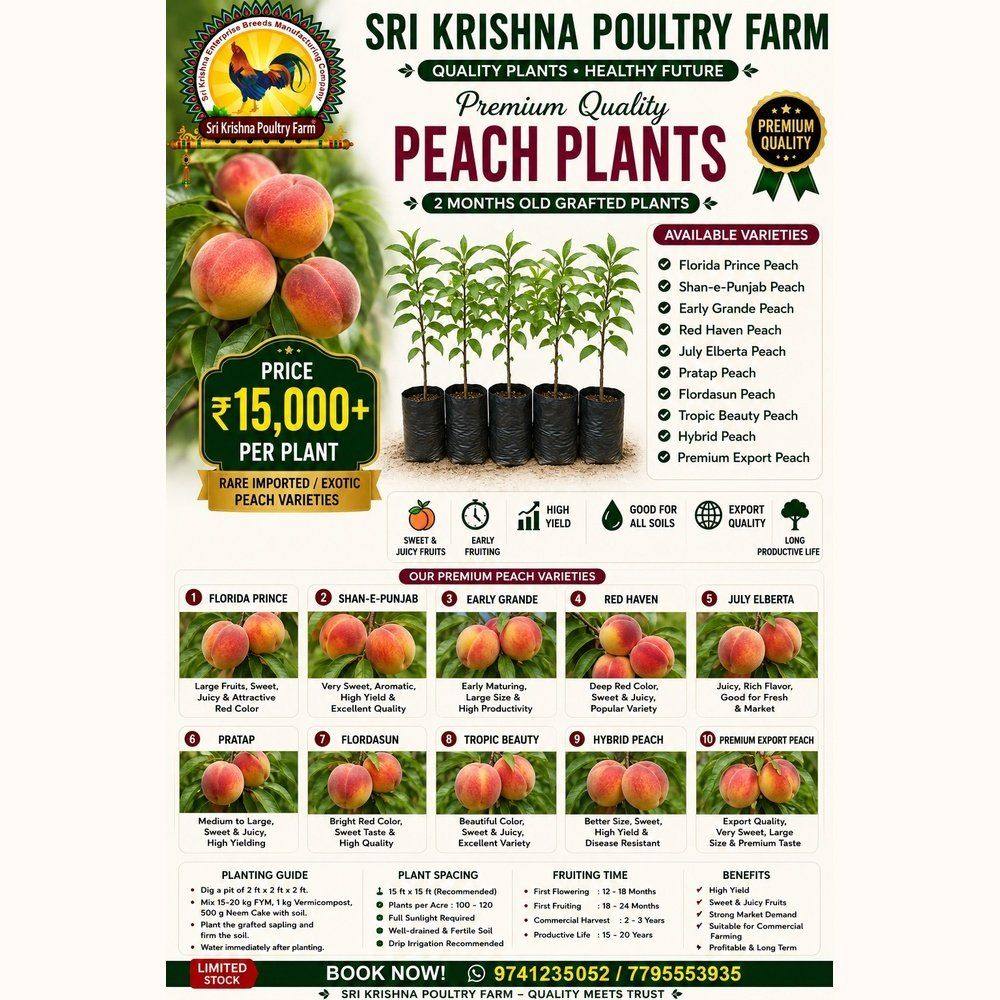 Peach Plants
