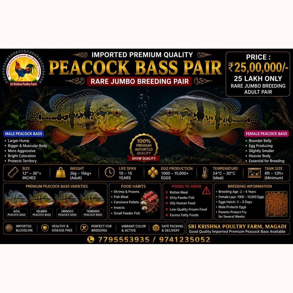 Peacock Bass