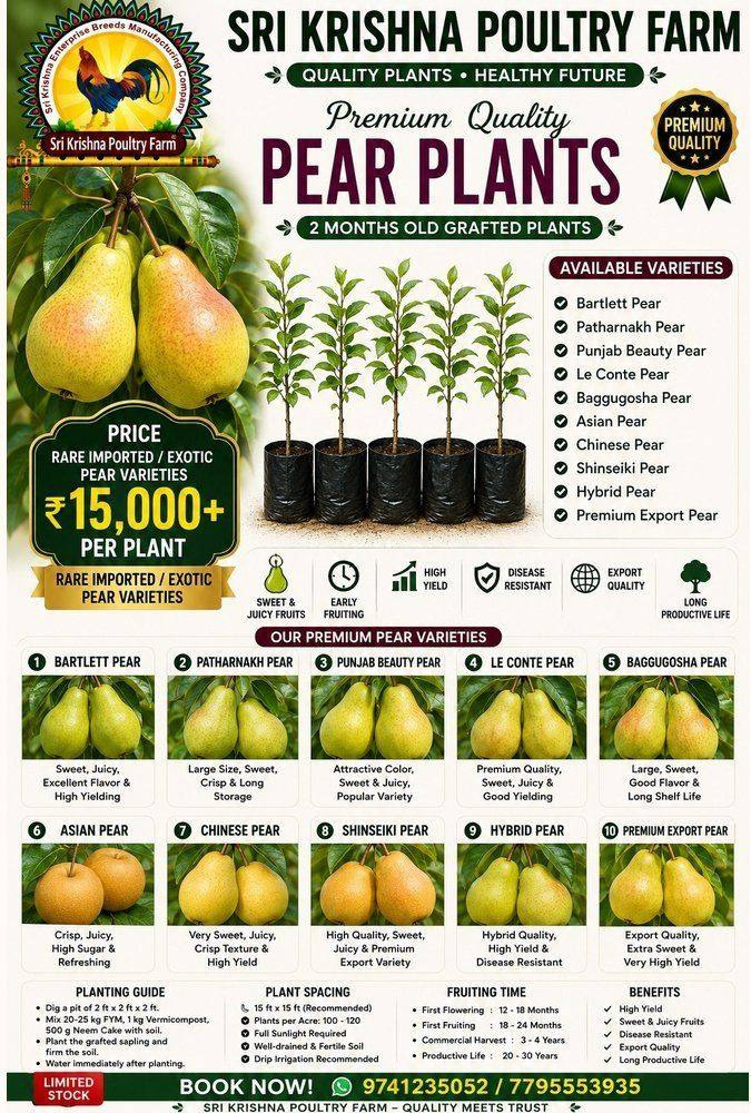 Pear Plants