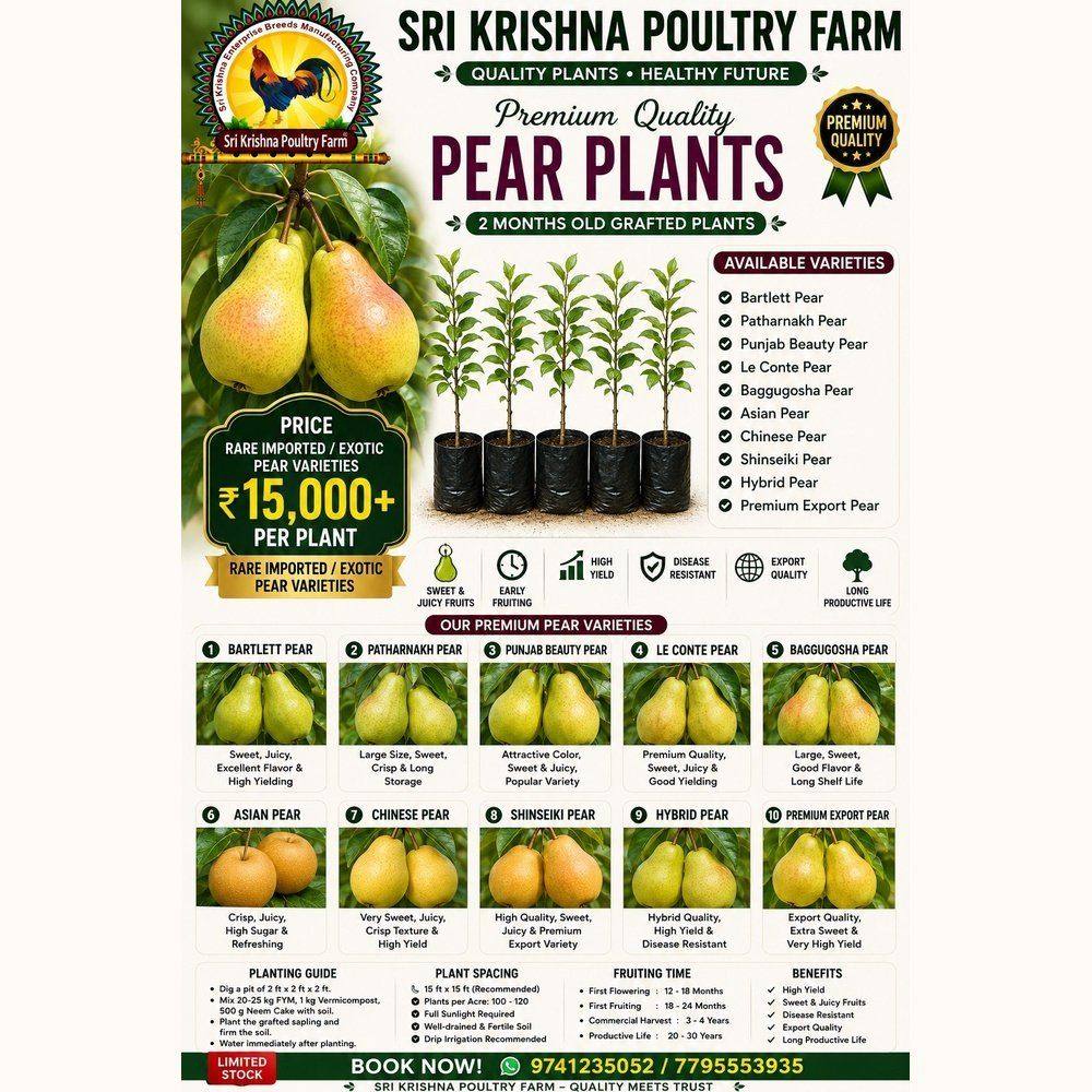 Pear Plants