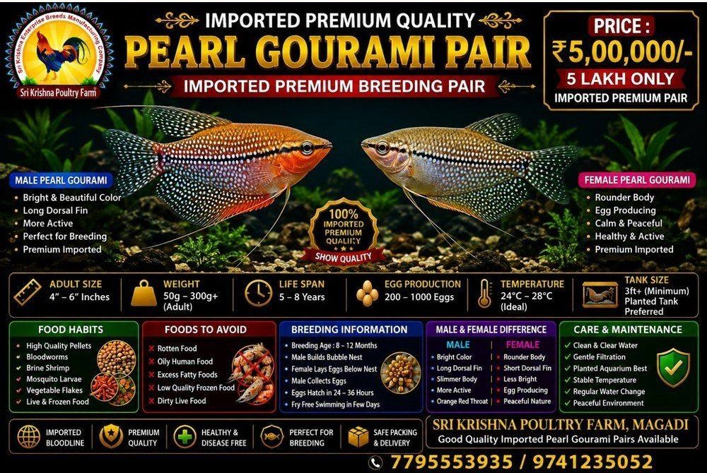 Pearl Gourami