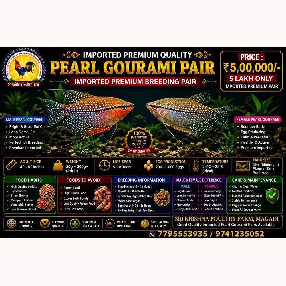 Pearl Gourami