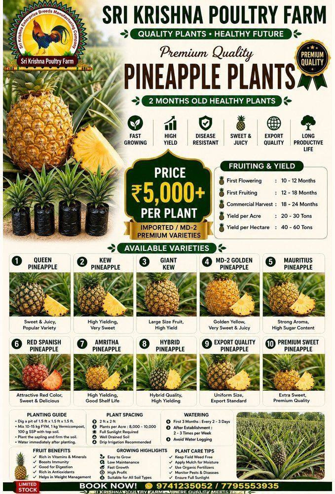 Pineapple