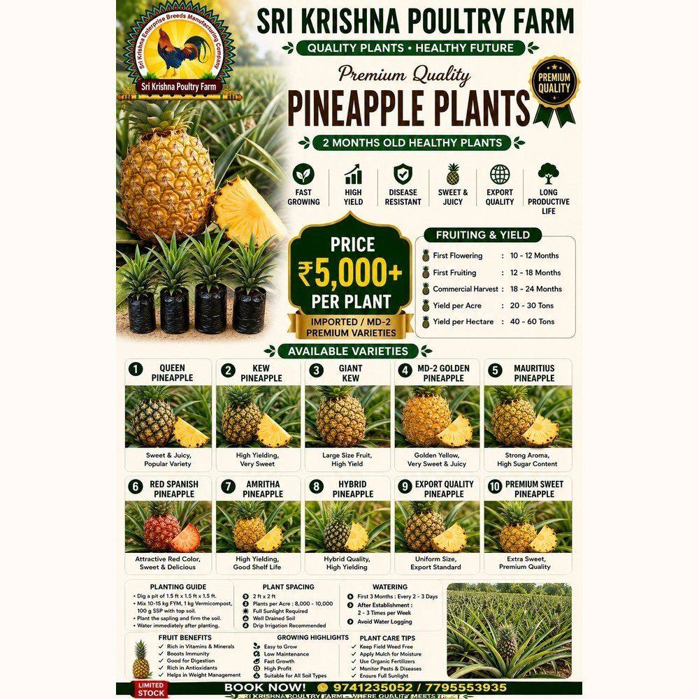 Pineapple