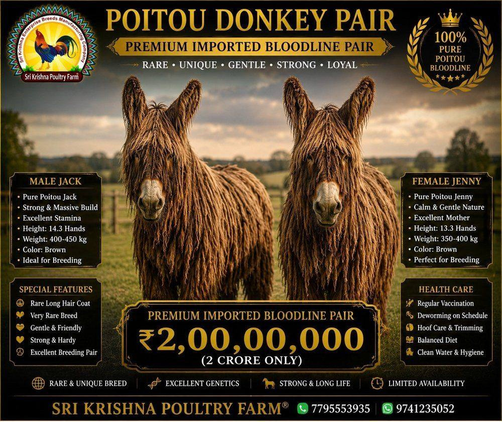 Poitou Donkey