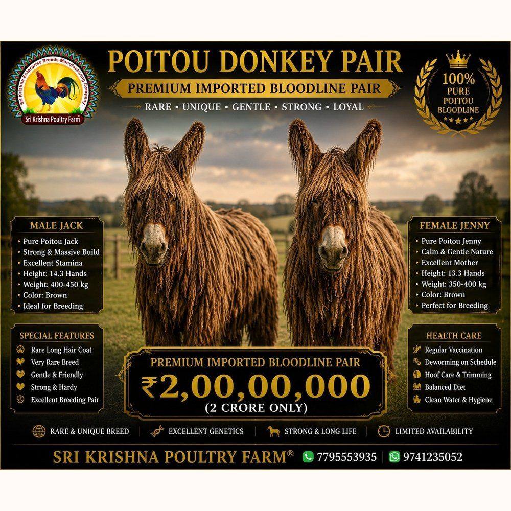 Poitou Donkey