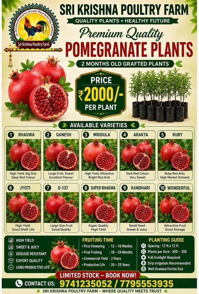 Pomegranate plants