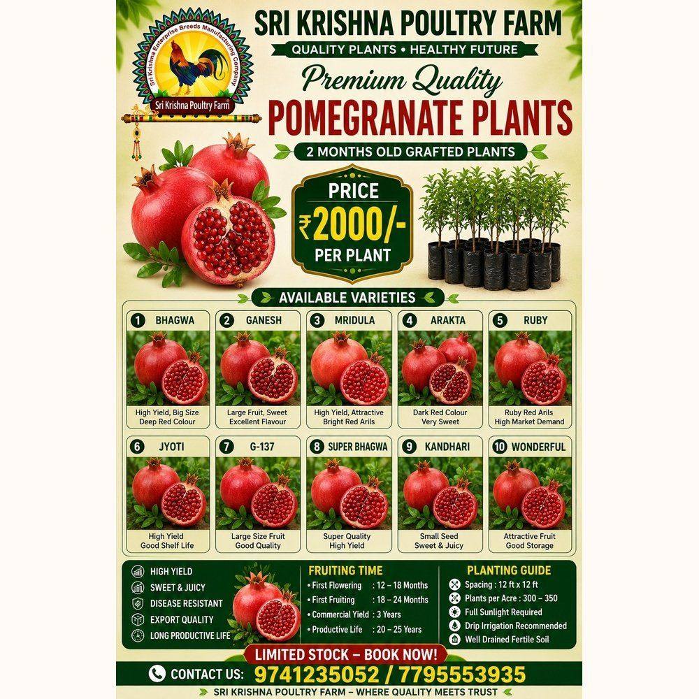 Pomegranate plants