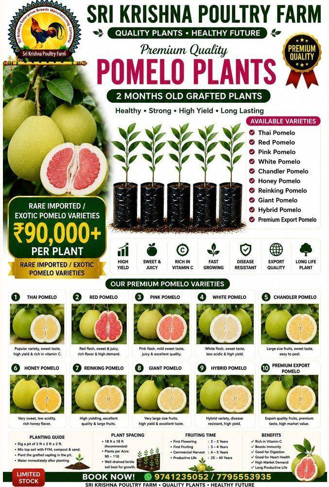 Pomelo