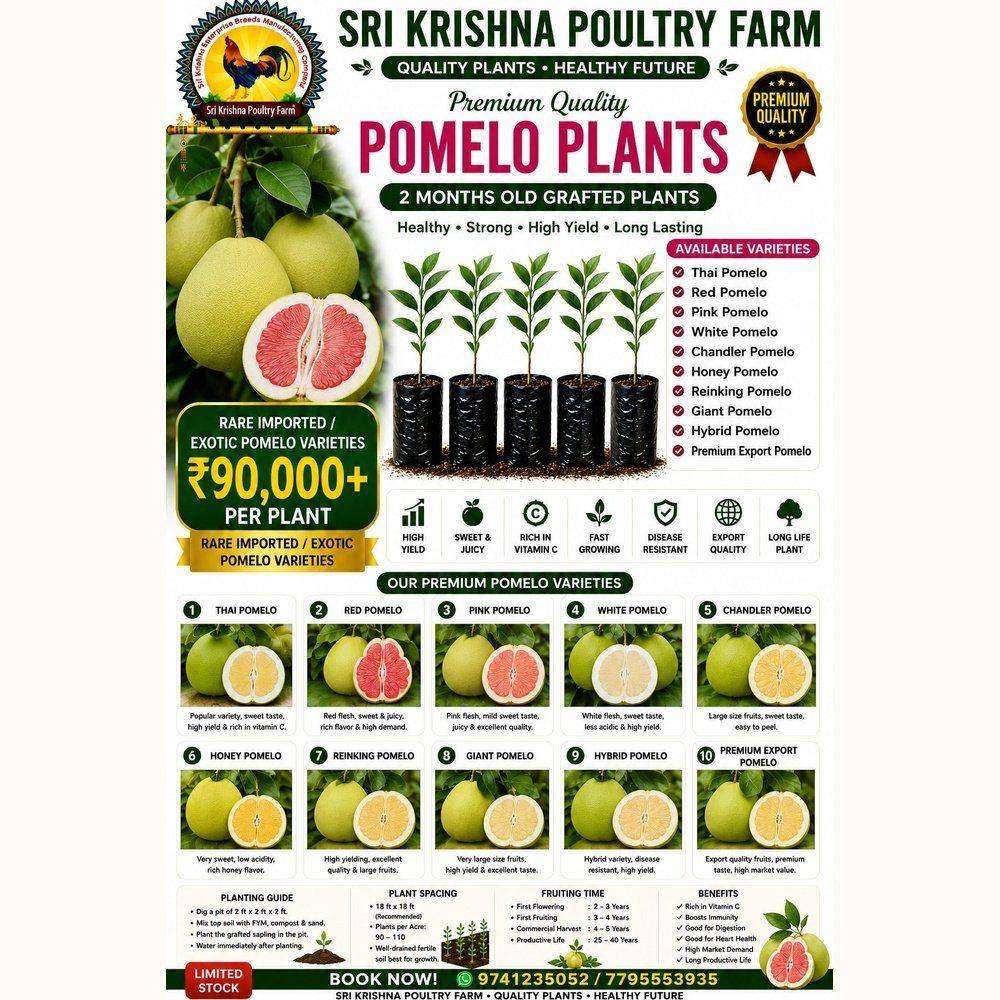 Pomelo