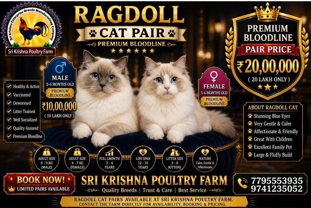 Ragdoll