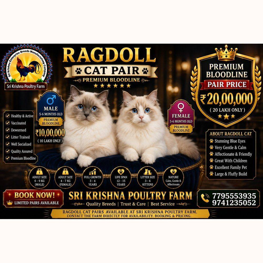 Ragdoll