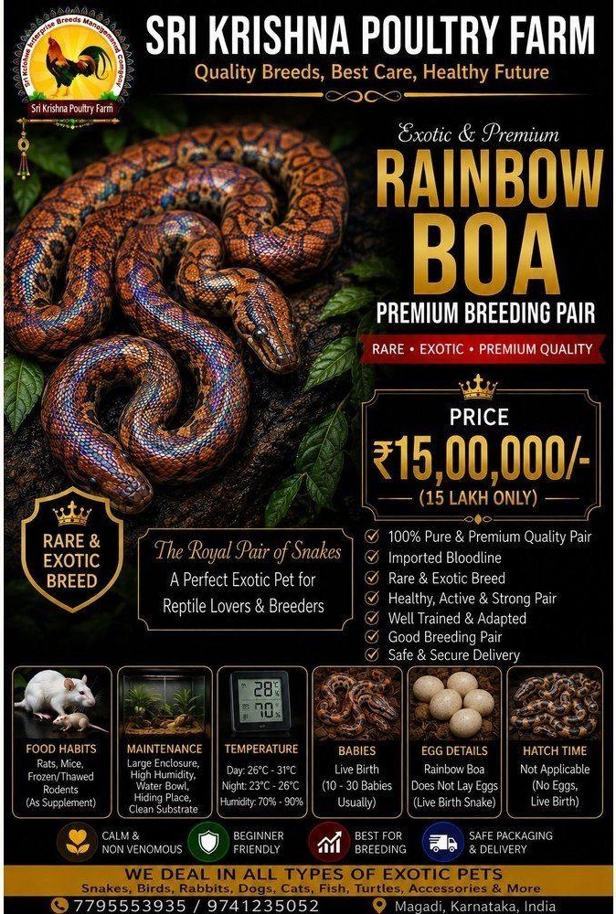 Rainbow Boasnake