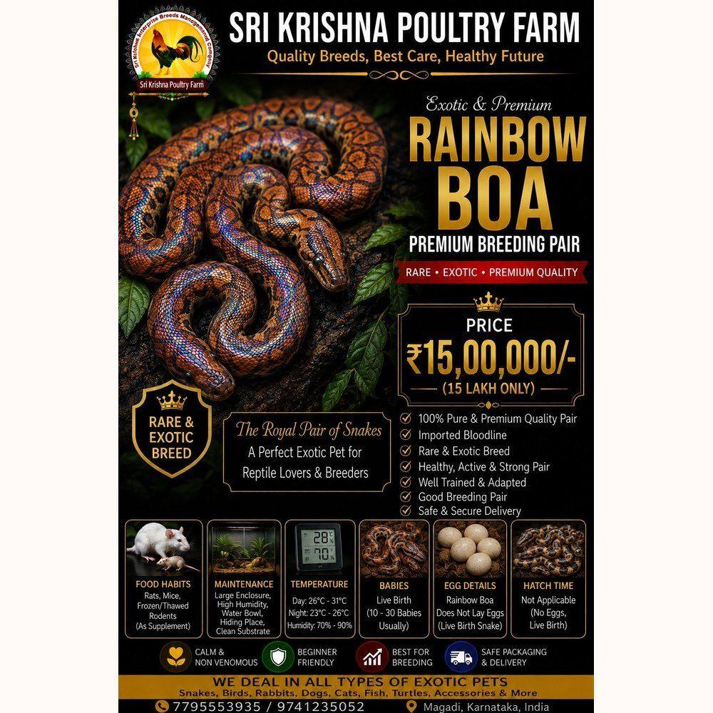 Rainbow Boasnake