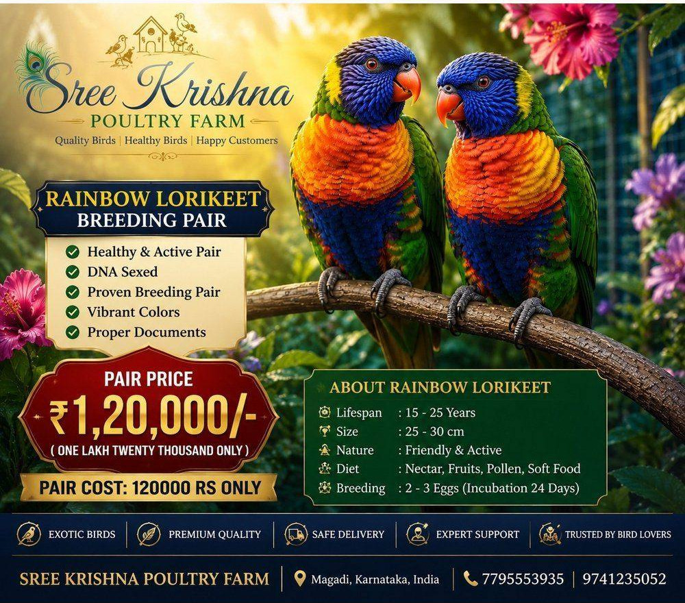 Rainbow Lorikeet