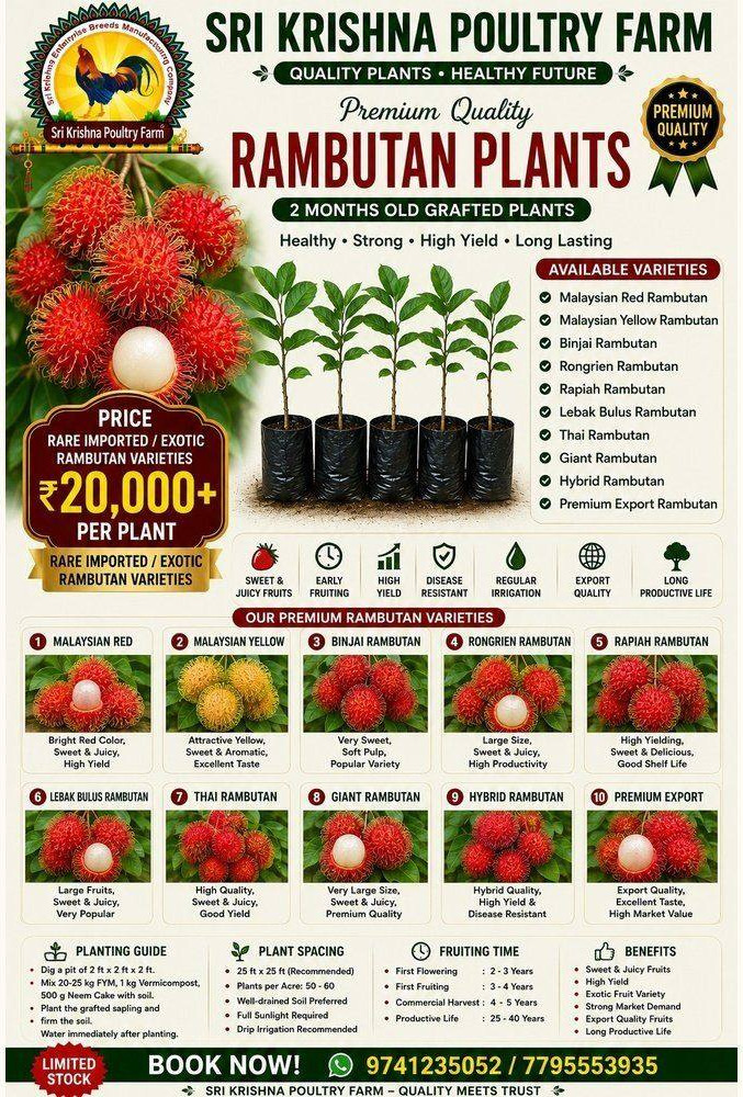 Rambutan Plants