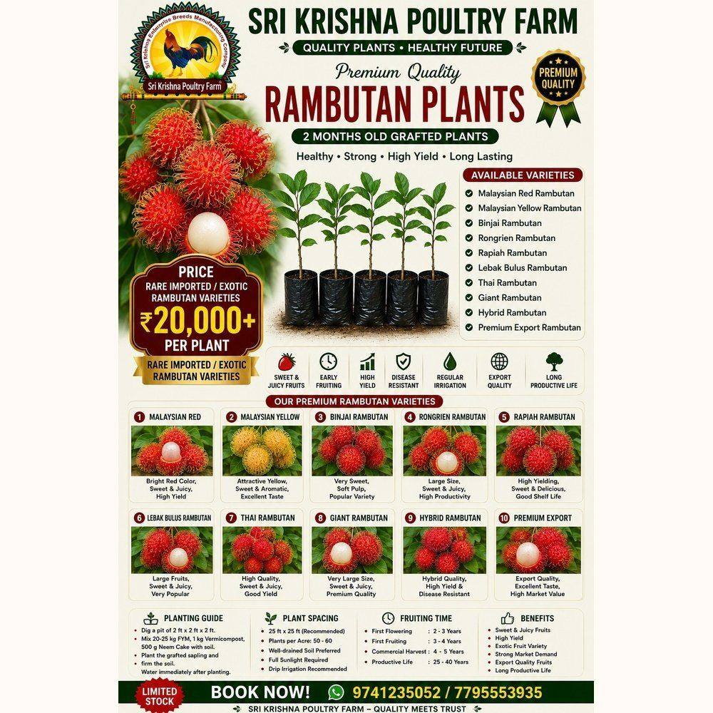 Rambutan Plants