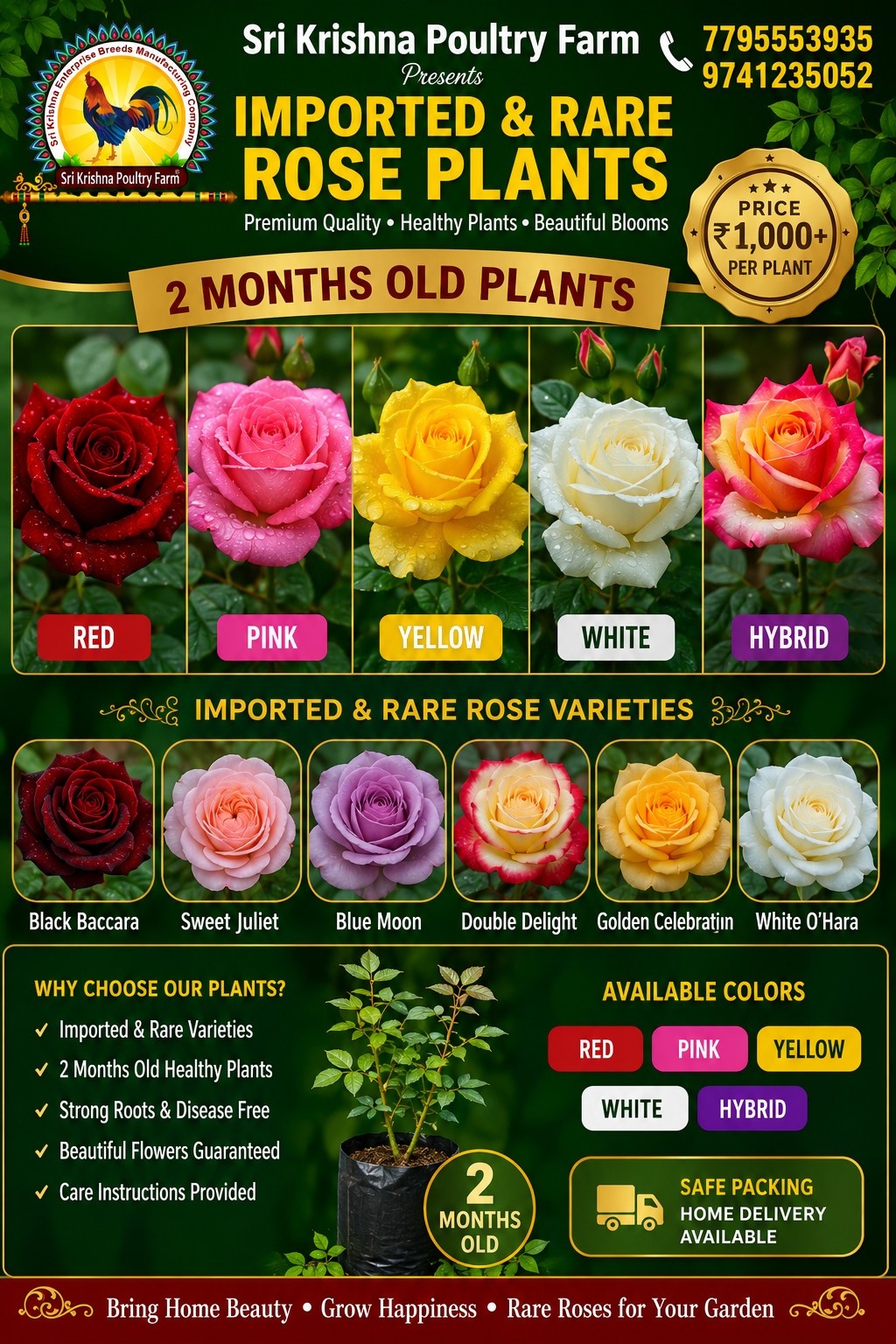 rose