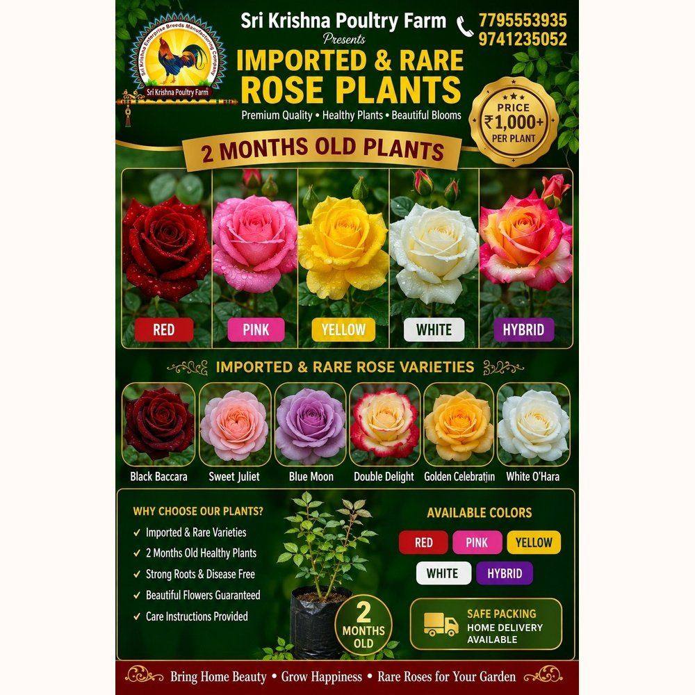 rose