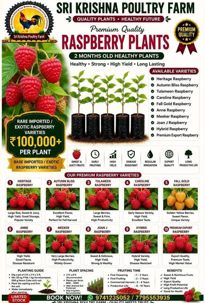 Raspberry plants