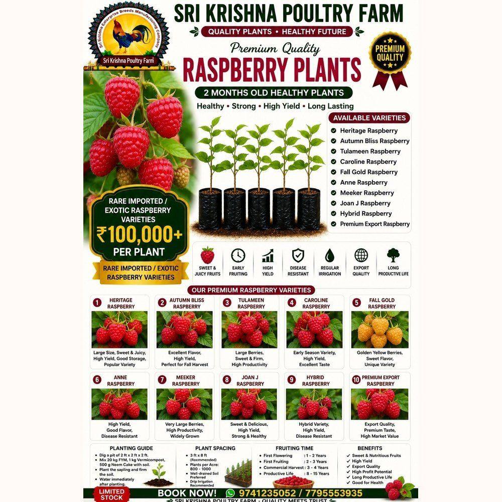 Raspberry plants