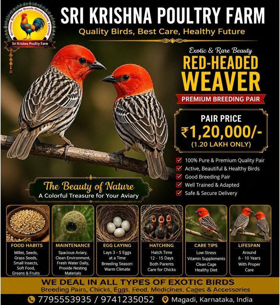 Red-headed Weaver
