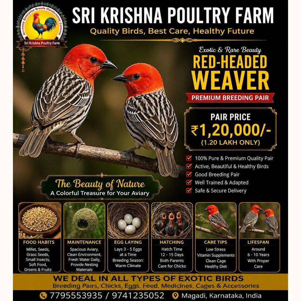 Red-headed Weaver
