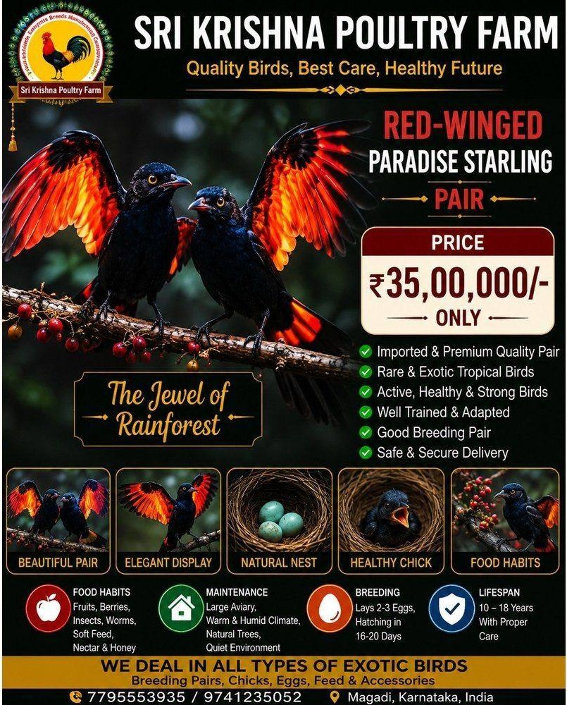 Red-winged Paradise Starling