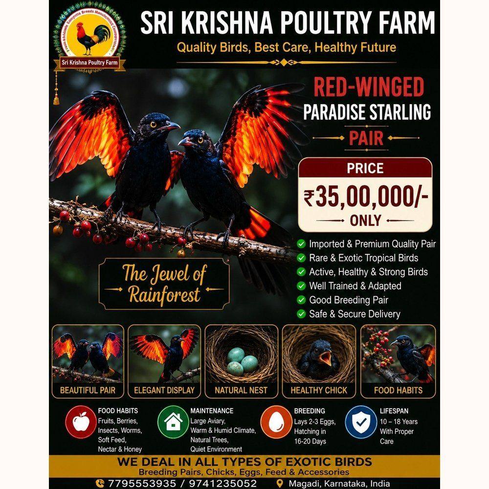 Red-winged Paradise Starling