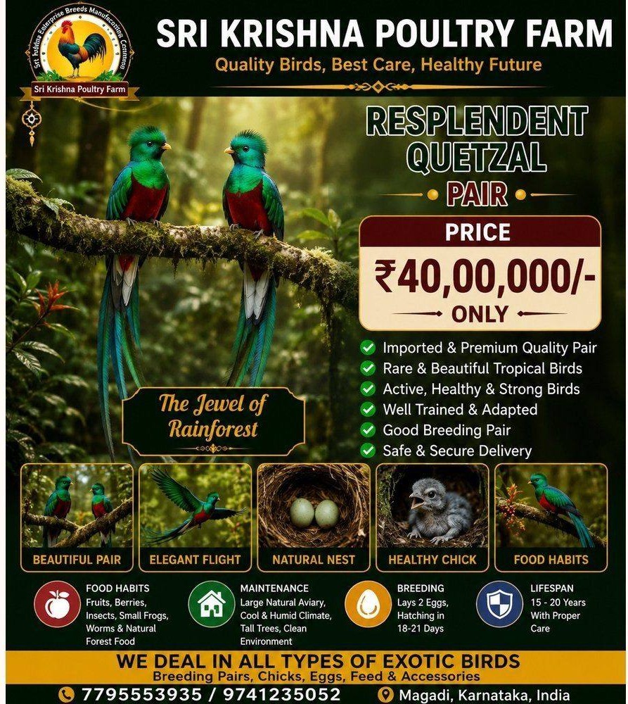 Resplendent Quetzal
