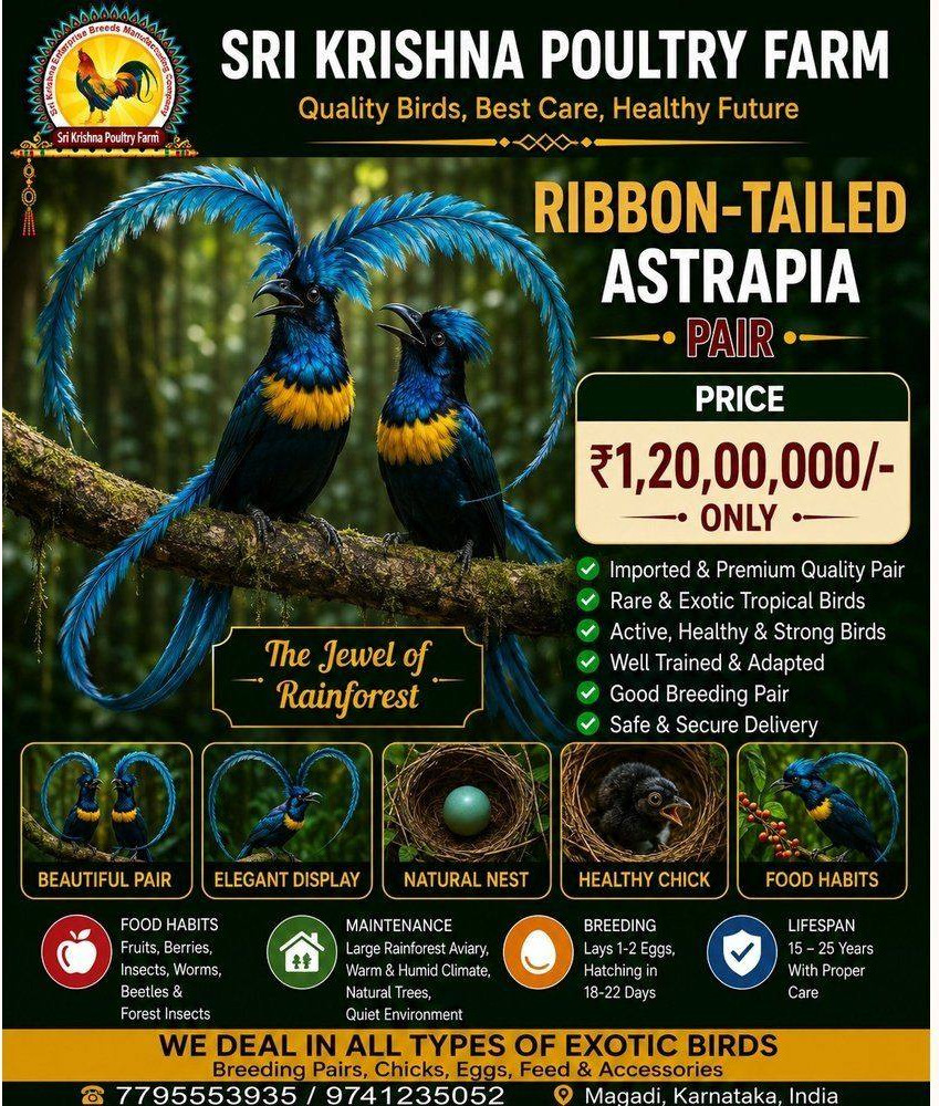 Ribbon-tailed Astrapia