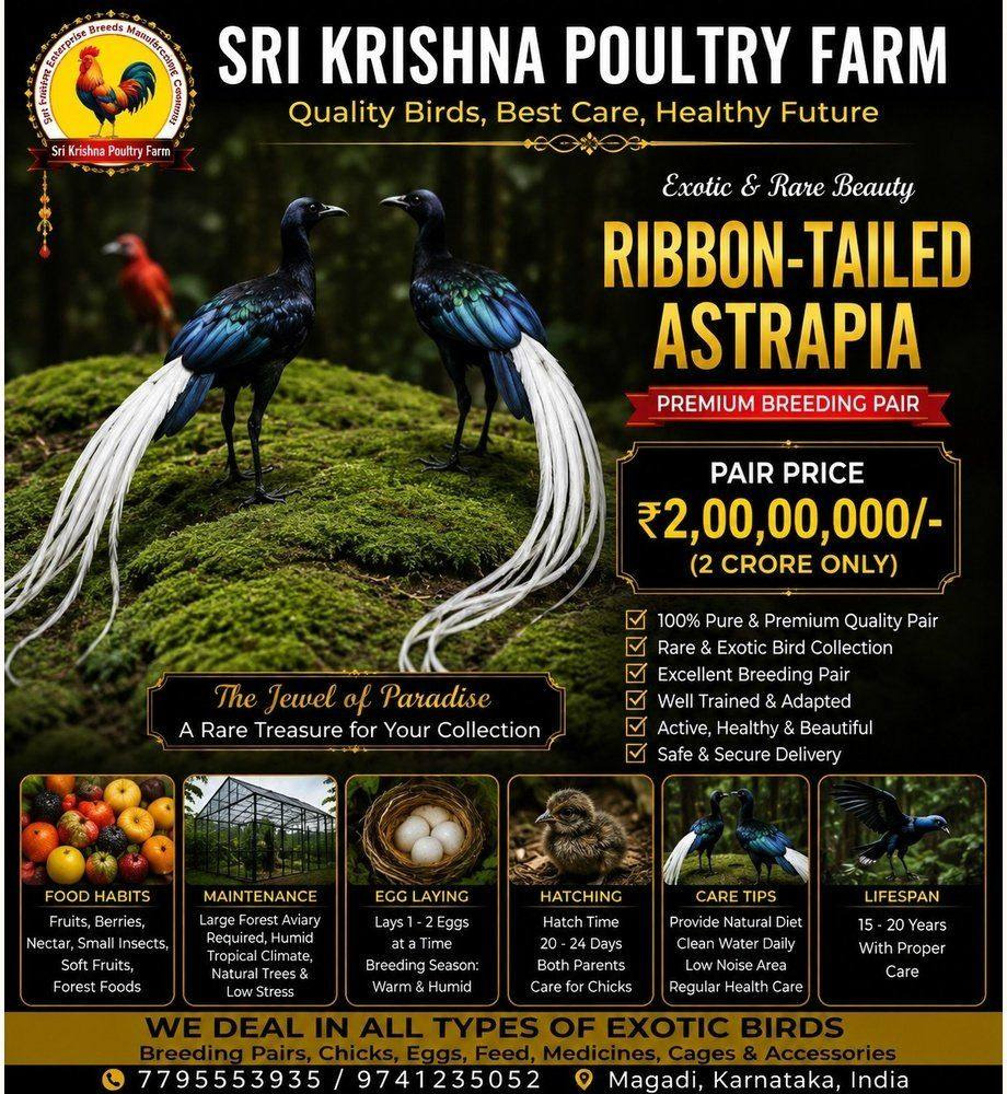 Ribbon-tailed Astrapia neland
