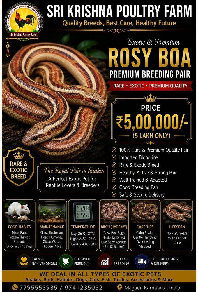 Rosy Boa snake