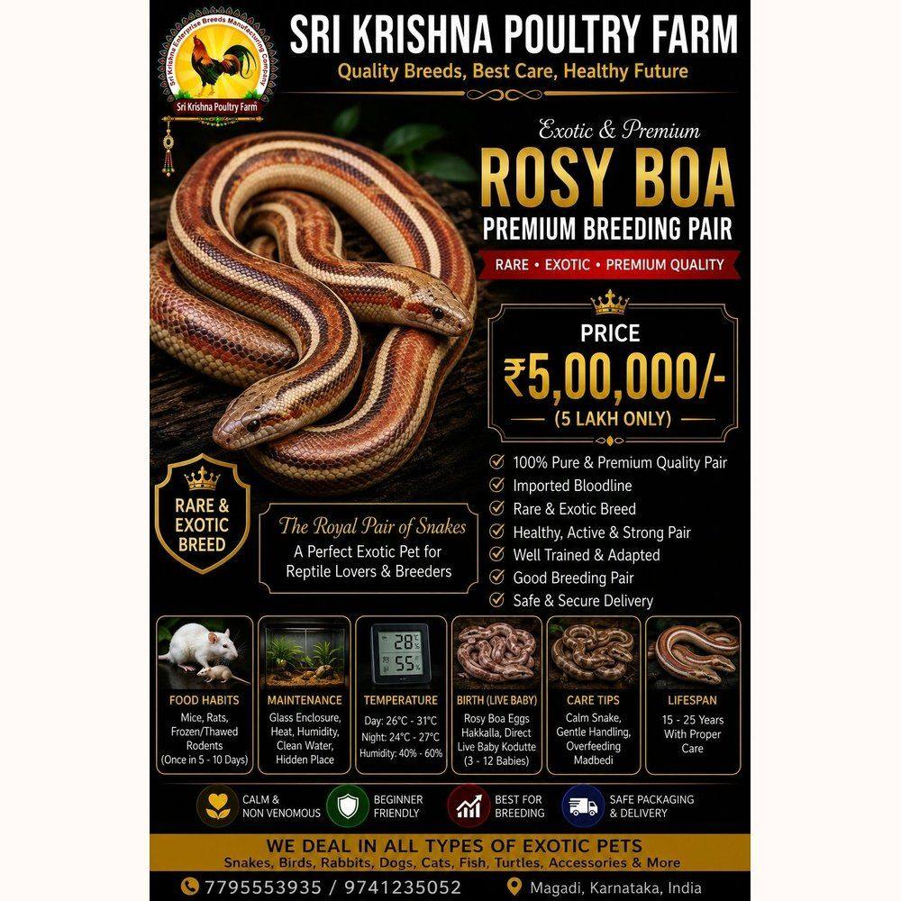 Rosy Boa snake