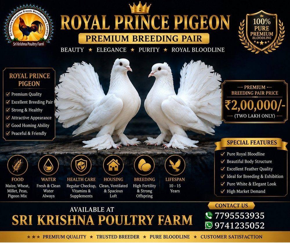 Royal Prince Pigeon