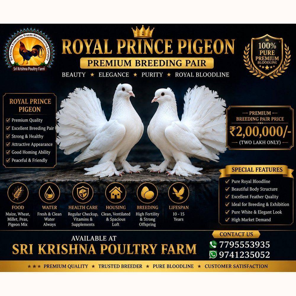 Royal Prince Pigeon