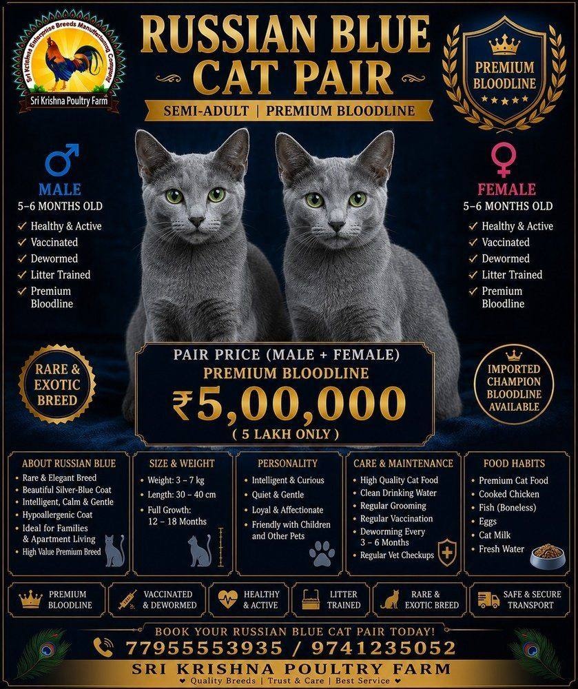 Russian Blue Cat
