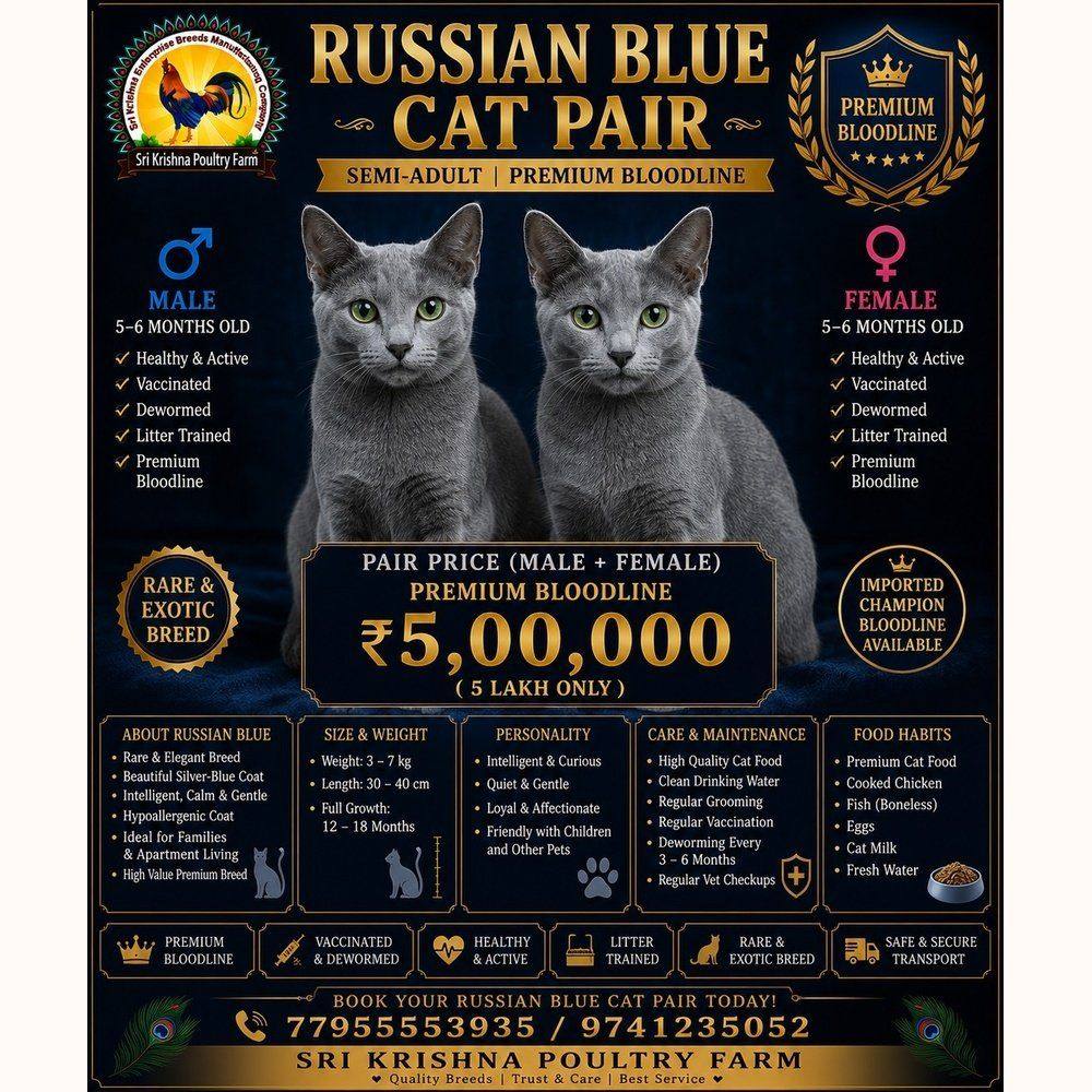 Russian Blue Cat