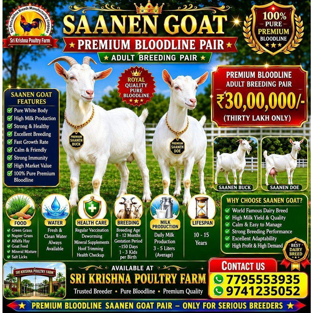 Saanen Goat