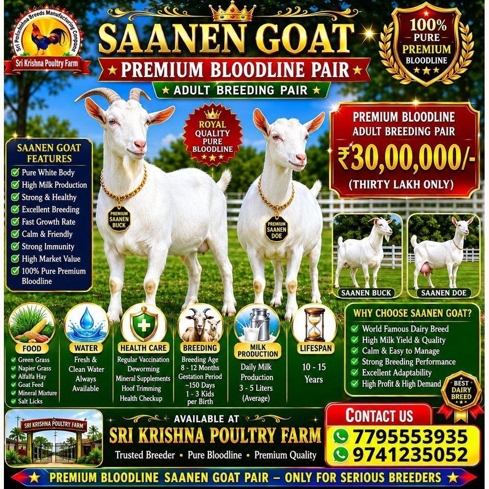 Saanen Goat