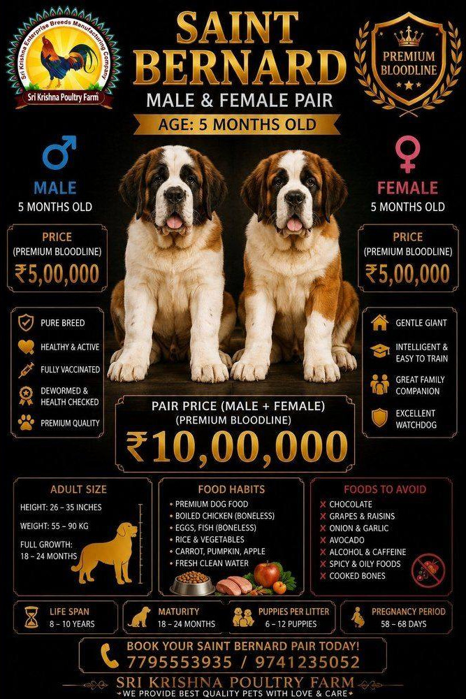 Saint Bernard