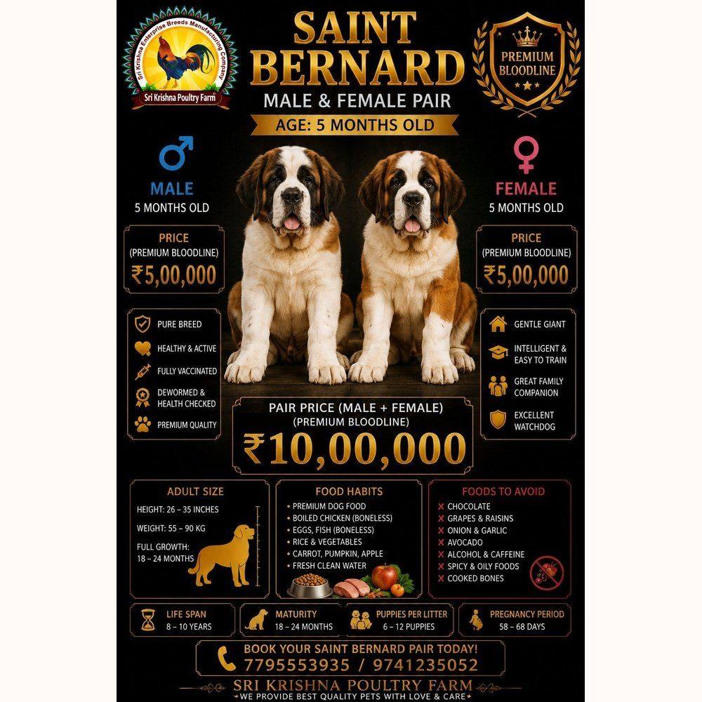 Saint Bernard