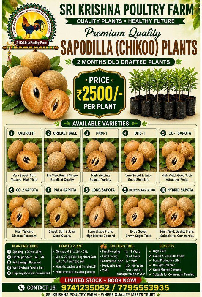 Sapodilla Chikoo Plants