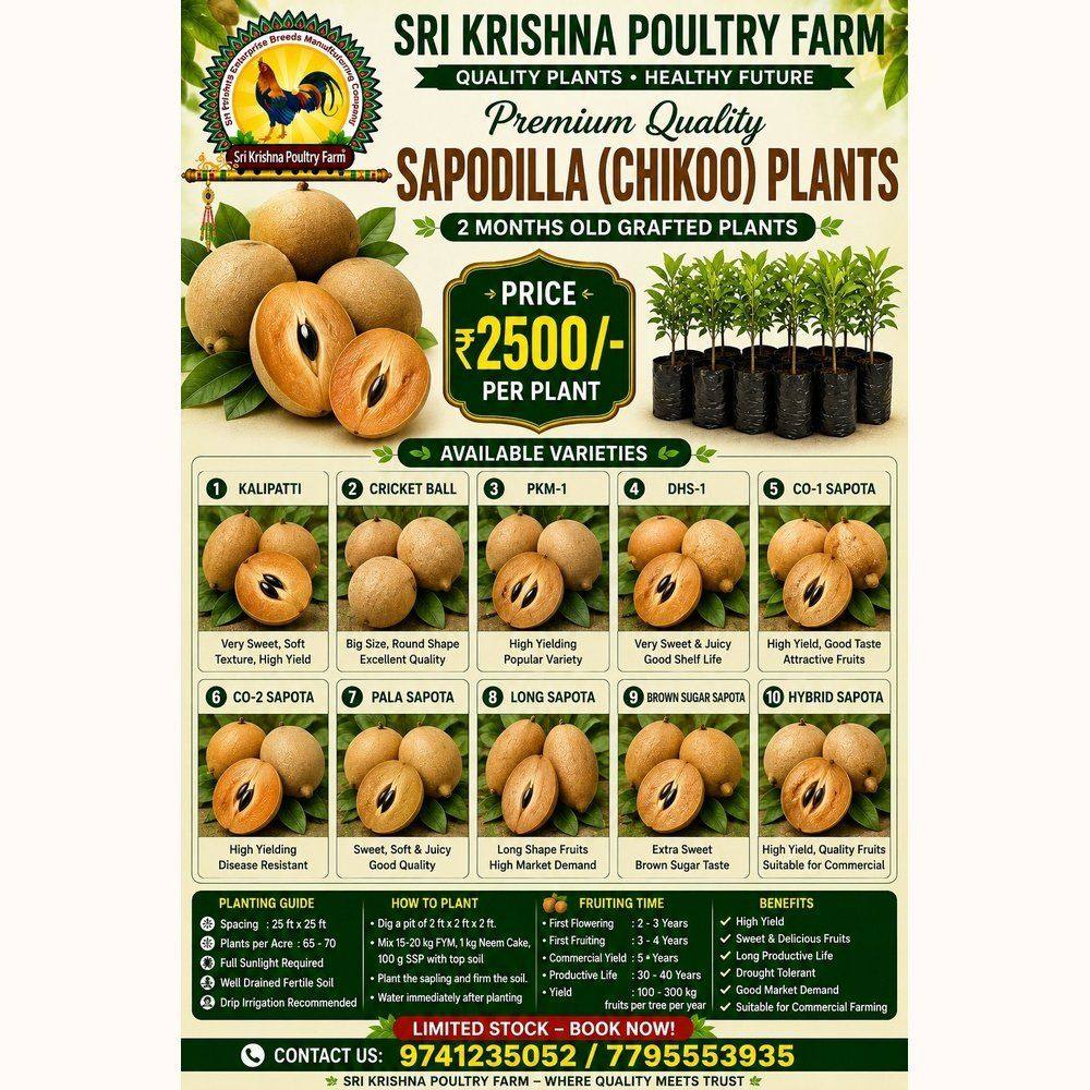 Sapodilla Chikoo Plants