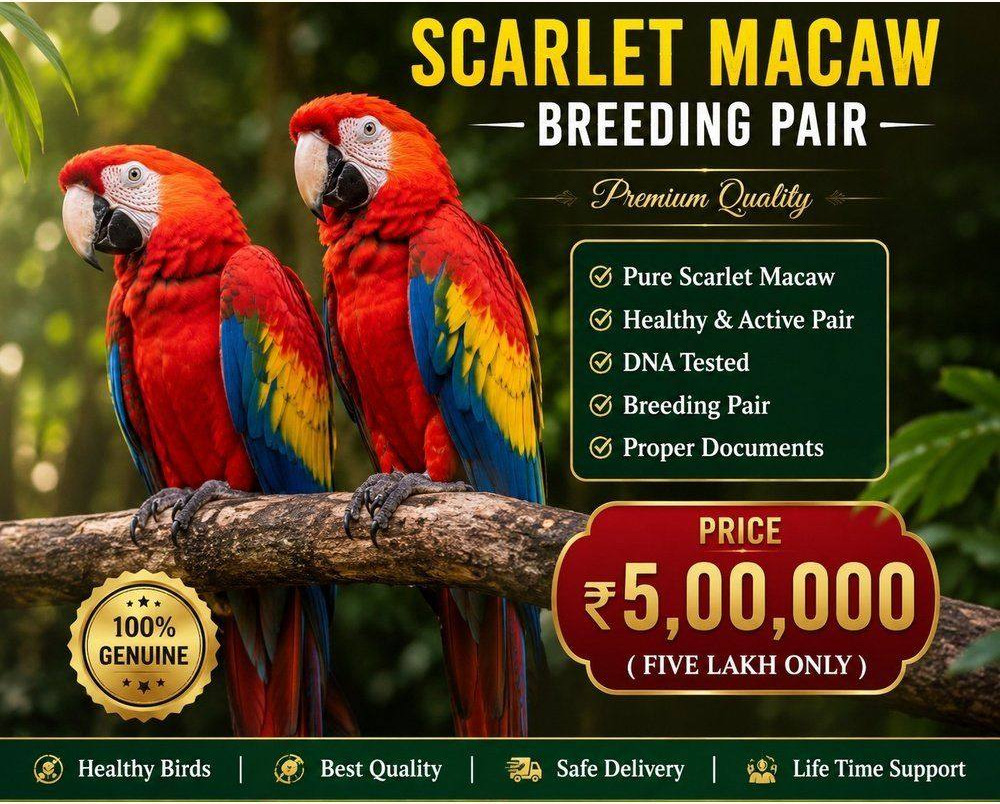 Scarlet Macaw pair