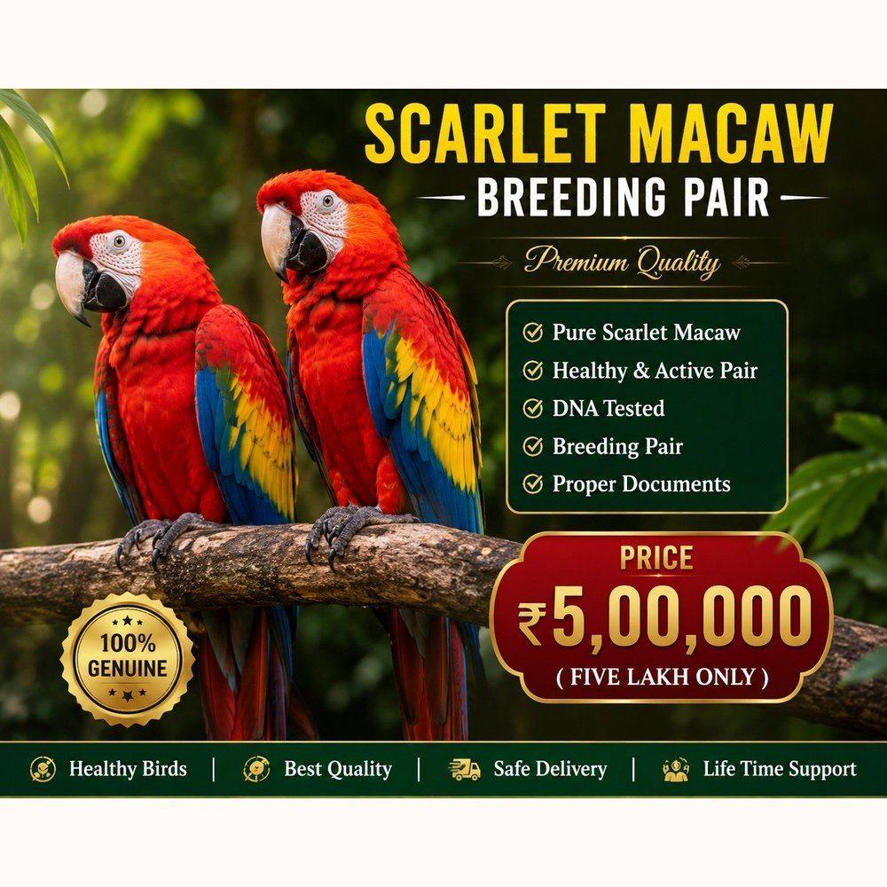 Scarlet Macaw pair