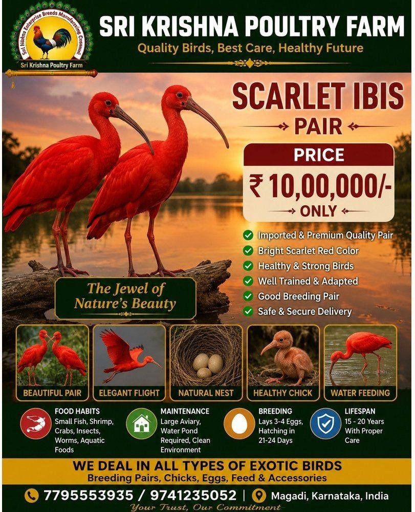 Scarlet Ibis