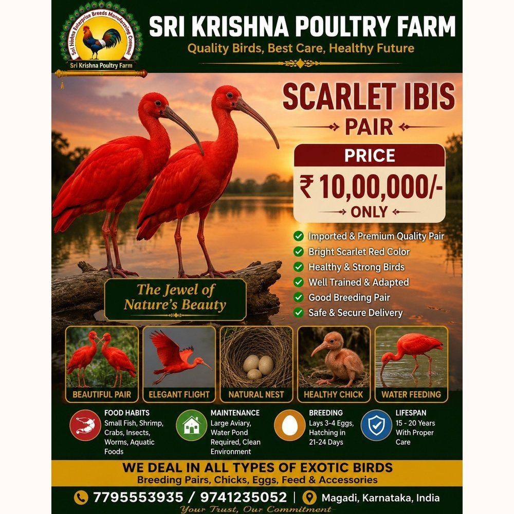 Scarlet Ibis